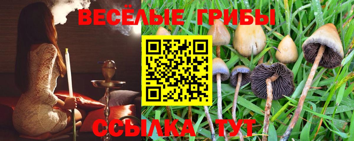 Галлюциногенные грибы Psilocybe  Вход с VPN  сколько стоит  Краснодар 
